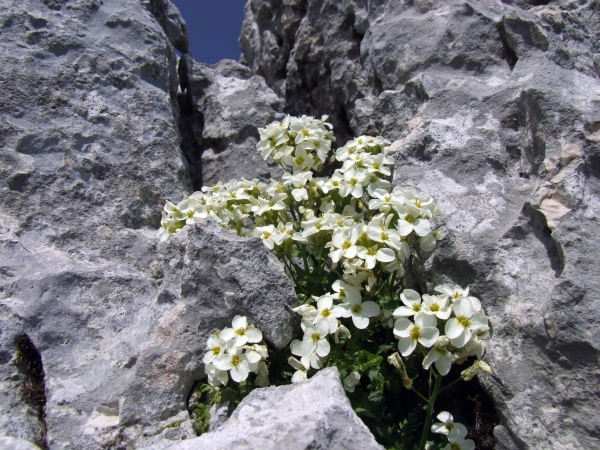 arabis alpina subsp caucasica